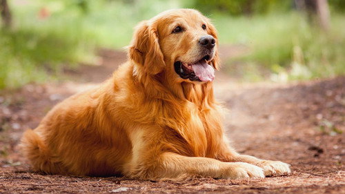 A Dog