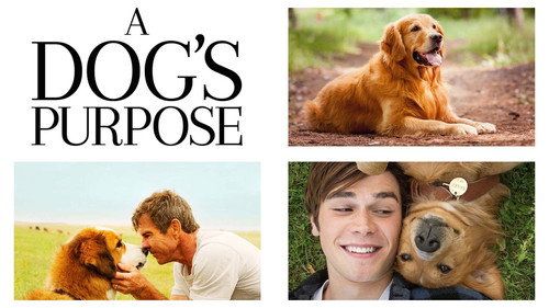 A Dog
