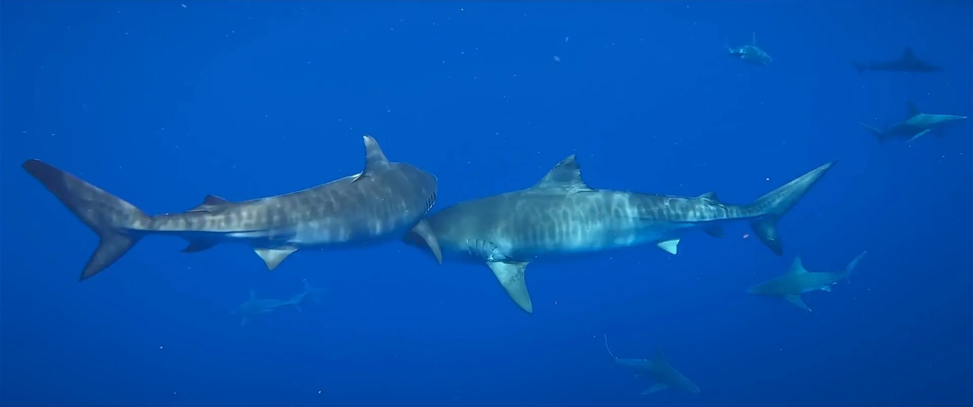 Shark Whisperer 2025 Hindi Dual Audio WEB-DL 720p - 480p - 1080p