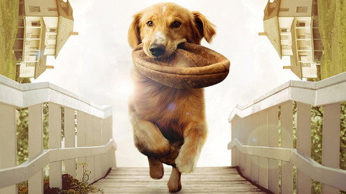 A Dog