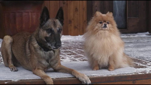 Step Dogs 2013 Hindi Dual Audio 480p BluRay 300MB