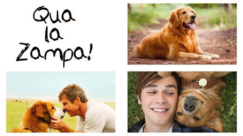 A Dog