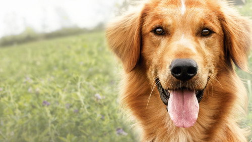 A Dog