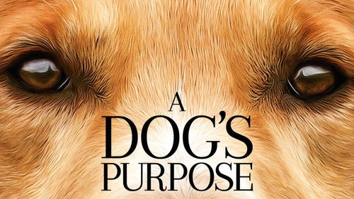 A Dog