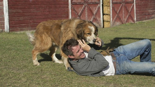 A Dog