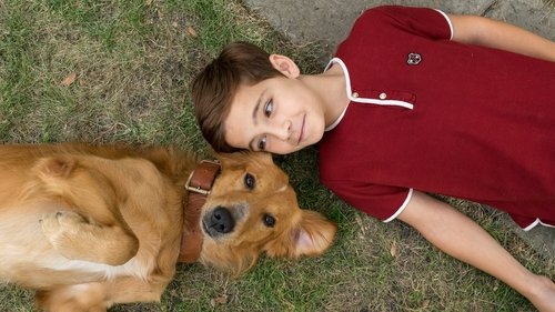 A Dog