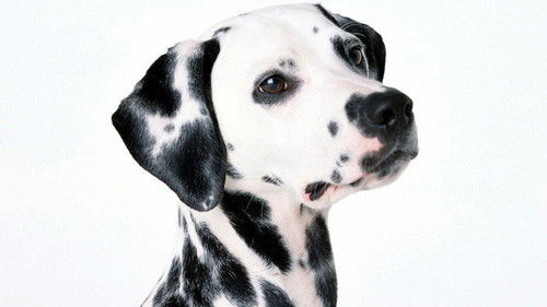 101 Dalmatians (1996) Hindi Dual Audio 720p BluRay [850MB]