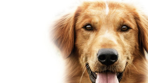 A Dog