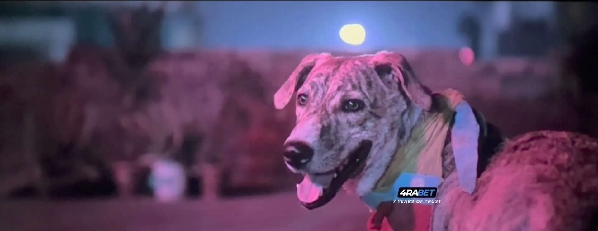 Ohh My Dog 2026 Hindi Dual Audio HDTC 720p - 480p - 1080p