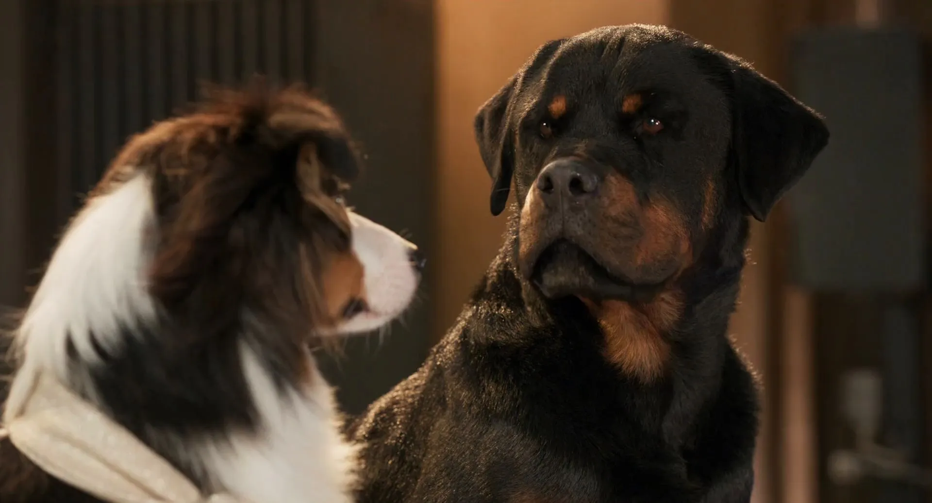 Show Dogs (2018) Hindi Dual Audio 720p BluRay [940MB]