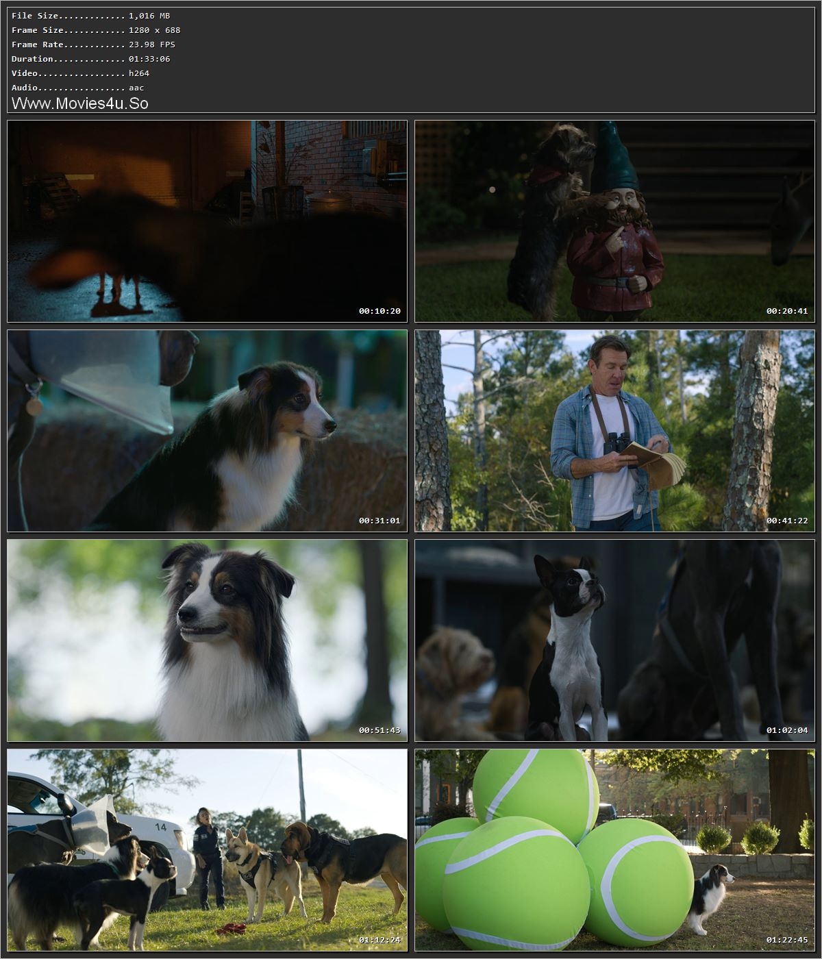 Strays (2023) Hindi Dual Audio HDRip 720p – 480p