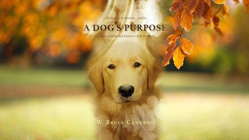 A Dog